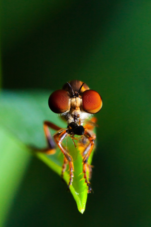 Detect. Lock on. Intercept. The remarkable hunting ability of the robber flyA tiny fly, the size of 