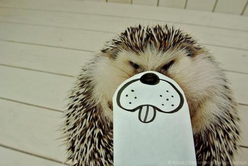 XXX thefrogman:  Marutaro the Hedgehog [tumblr photo