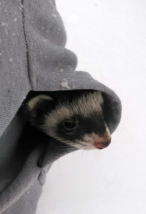 disposabledolls:  always keep loved ones in your pockets on snowy days   ferrets love hoodies