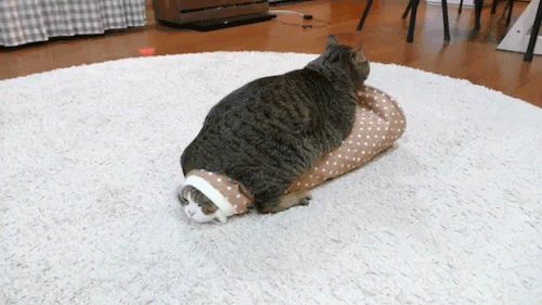 clavery111:sizvideos:Maru get stuck in a sleeve, then get sat on - Full videoI cannot stop laughing