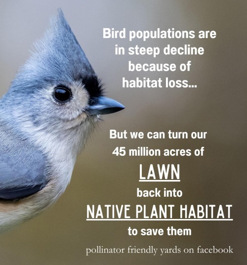 Why Native Plants Are Better For People And Birds: