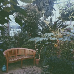 sodium-flares:got to class early today so i took a little trip to the tropics (smith college botanic gardens)