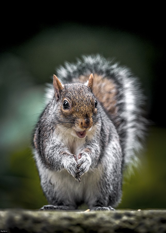 somanycuteanimals:  (More…)