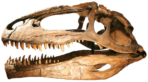 From Top to Bottom: Tyrannosaurus rex Spinosaurus aegyptiacus Carcharodontosaurus saharicus Giganoto
