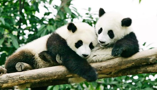 Via Pandas Are Big 'social Media' Users