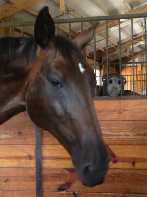 iheartshoelaces:  couthor:  These are literally the only two kinds of horse out there I swear to god  Oh my god I thought that was a man in a monkey suit 