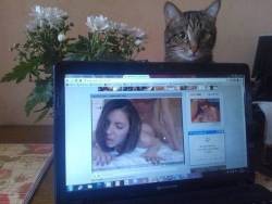 joiedumariage: watchingyouwatchingporn:   out-there-porn:  .  .       (via TumbleOn) Laptop cat is watching you masturbate. 