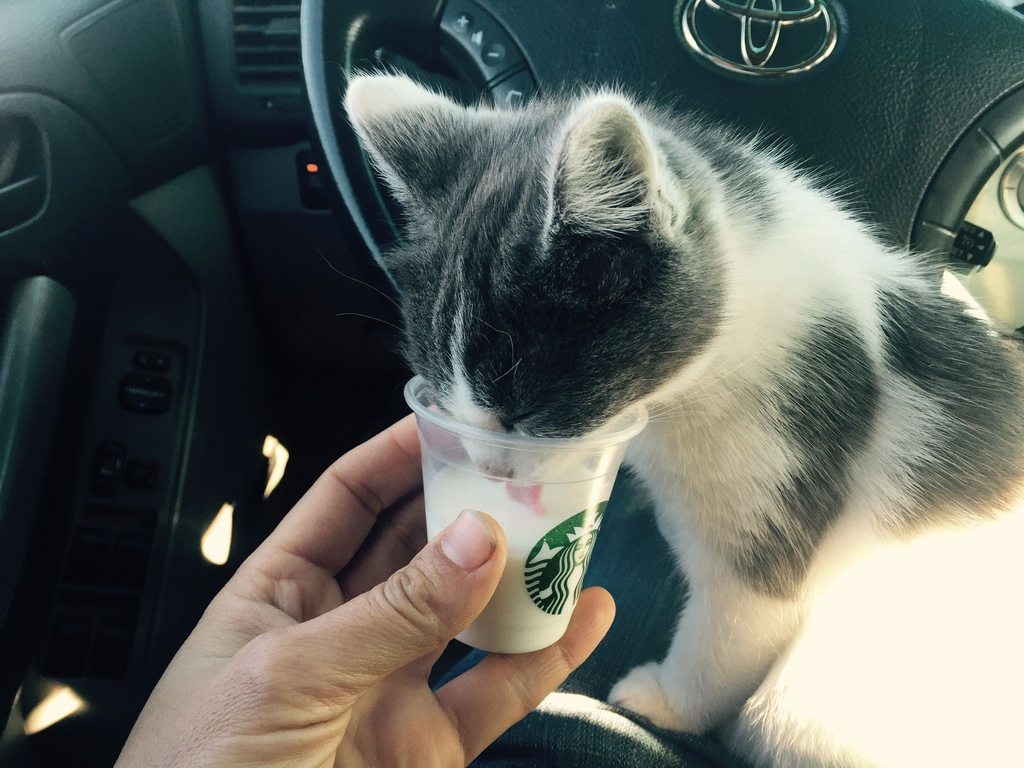 catsandkitten:  My kitty Marshmallow scored a drink at the Starbucks drive-thru!