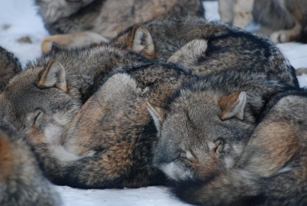 wolveswolves:  European wolves (Canis lupus lupus) by   	Ulli J. 	  	 				 					