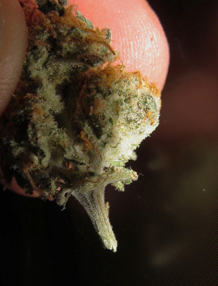 rebirthofalibra:  From Seed to Weed 