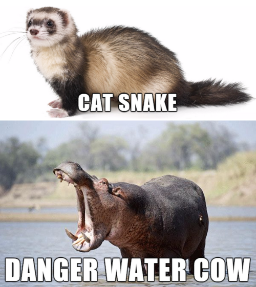 rarest-beauty:tastefullyoffensive:Alternate Names for Animals (photos via Imgur)Related: Name Improvements for Everyday StuffFart squirrel FLAP FLAP! OMG! ASSHOLE XD *snort*I’m sorry. I’m dying. This was way too fucking funny XD