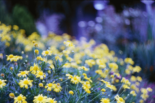 nikaqasrashvili: “Every flower is a soul blossoming in nature” Gerard de nerval.By Zenit film camera