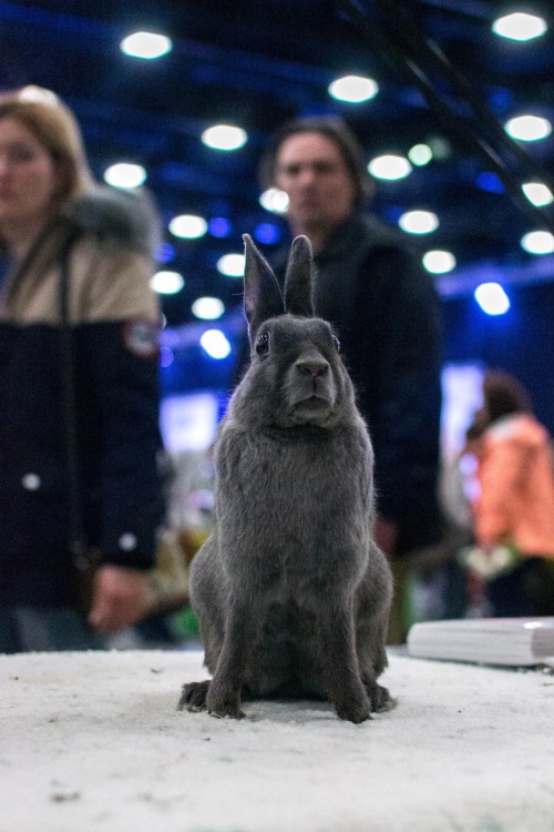 I See That Tumblr Loves Rabbits) I Was A Photographer At A Fluffy Exhibition, So Enjoy It)