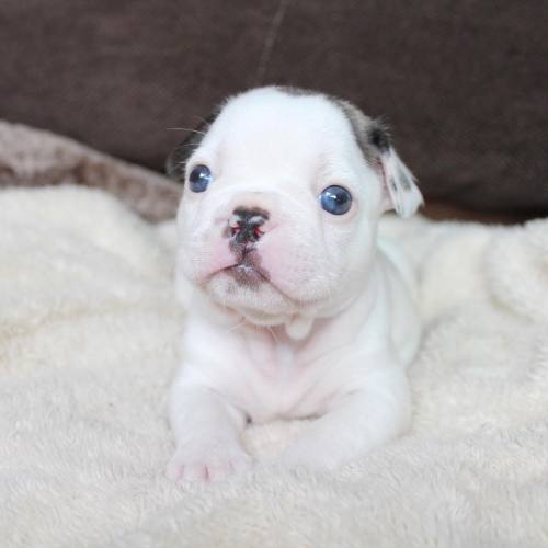 puppiestotherescue:  Two of my favourite instagram accounts:   alienbatpigs /  frogbatpigz  