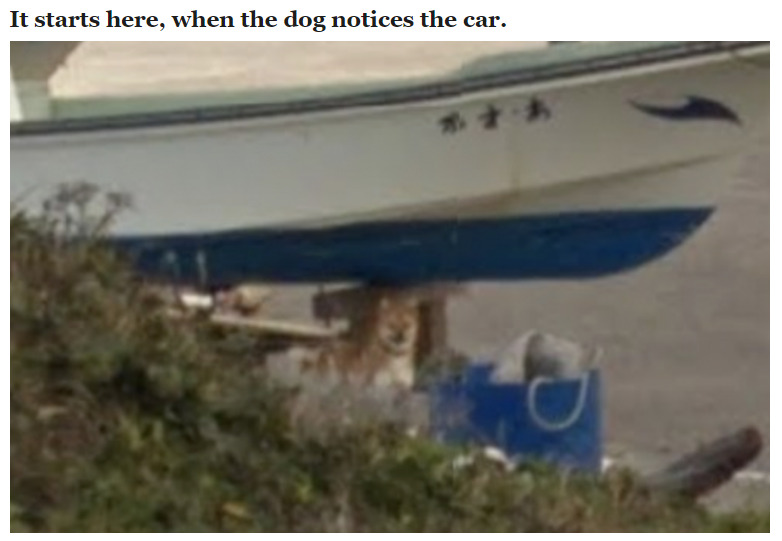 recommend:Dog Ruins Every Frame of Google Street View by Chasing the Camera (x)