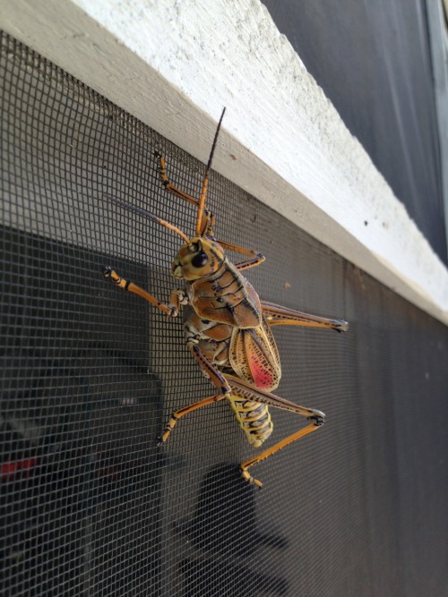 darktail67: chachipistachis: creepycrawlieslove: Eastern Lubber Grasshopper - Romalea guttata - on m