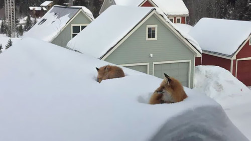 fozmeadows: the lesser-known roof-fox makes its nest