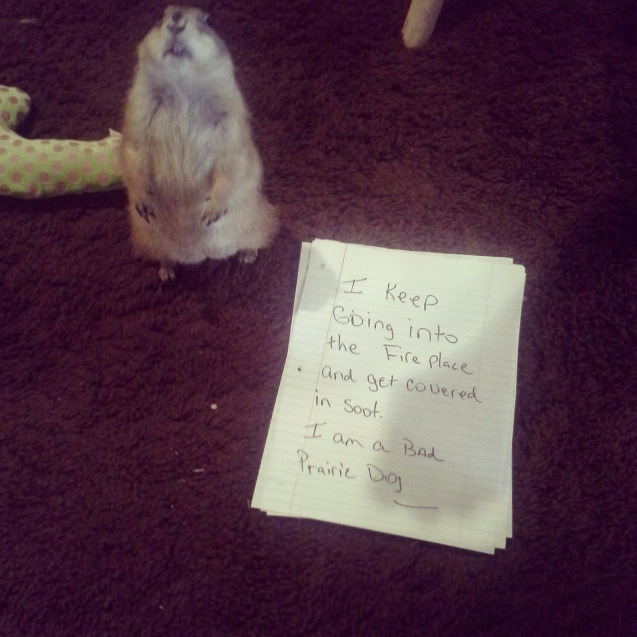 bunnyfood:  (via dogshaming) 