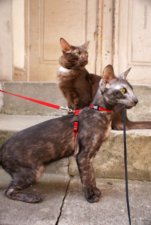 Sambucca and Faolan taking a little walk on the leash - Oriental Shorthair and Oriental Longhair (su