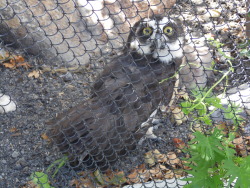 daily-owls:  Spectacled Owl at the Tracy