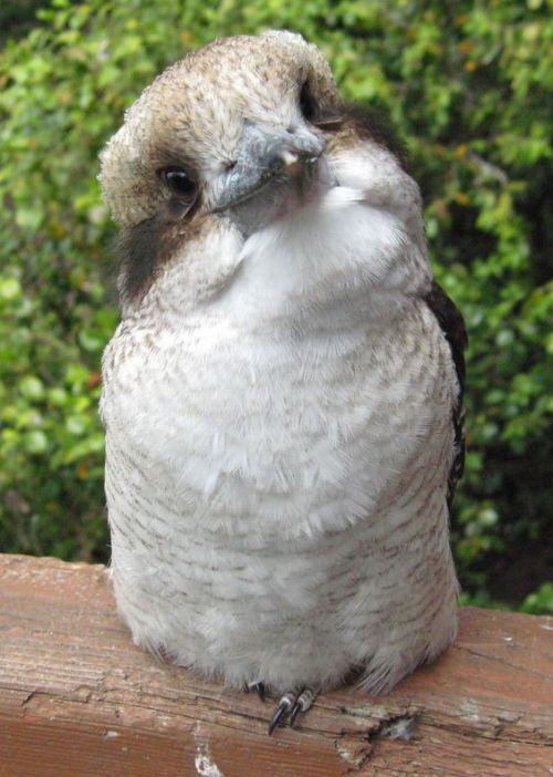 birdography: f0x: i have just learned that baby kookaburras are the cutest birds i’ve ever fuckin s