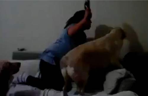 Vídeo: ¡Increíble! Perros defienden a niño de los golpes de su madre.