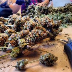 weedporndaily:  Snip snip ✂️✂️ by _green_queen http://ift.tt/LhSqO8