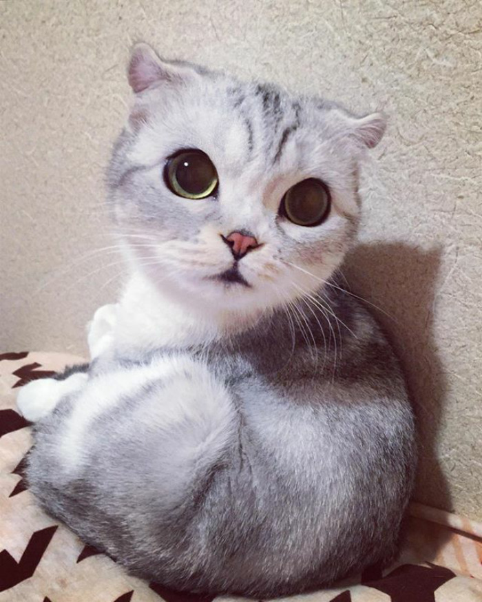 culturenlifestyle: Instagram Is Obsessed With This Adorable Kitty With Huge Eyes