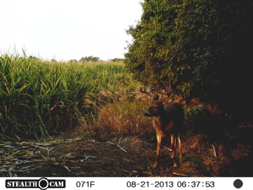 trailcams