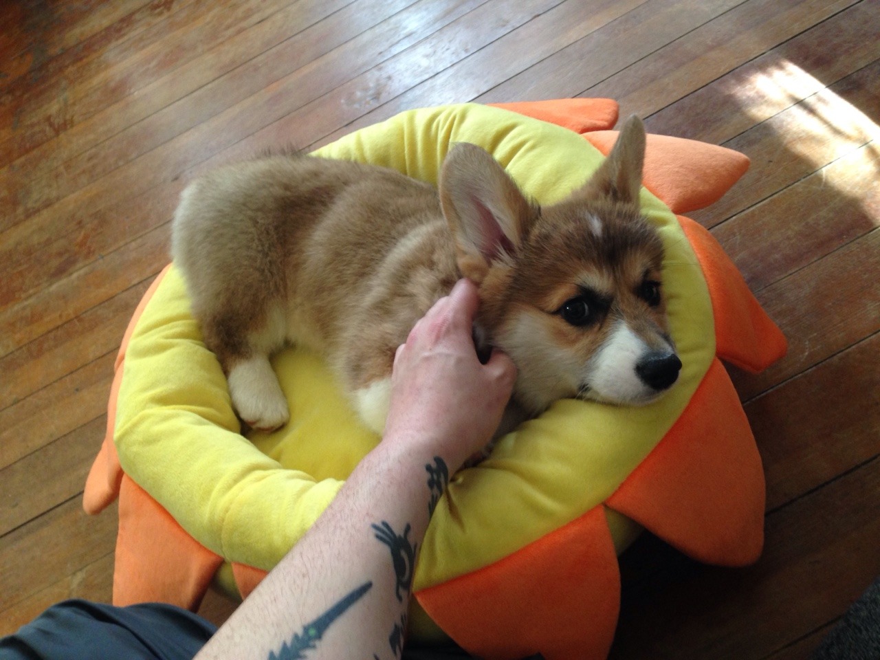 gtcvdeimos:  Life is pretty awesome right now.