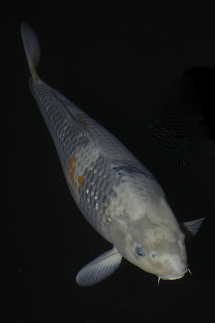 変わり鯉　　KAWARI GOI