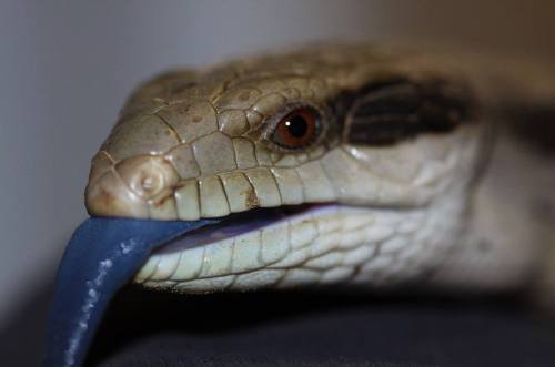 bluetongue