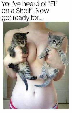 cant go wrong w/ cats and boobs