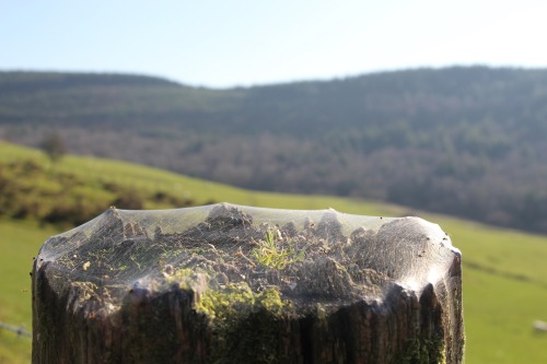 mhplanet:~ under the web ~This colony of spiders have created their own enclosed world on top of a f