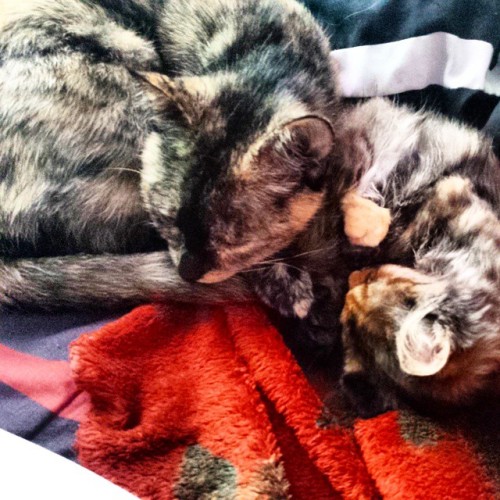 Mama George loves baby Nala so much its the cutest thing #cats #morning #nala #George #babes