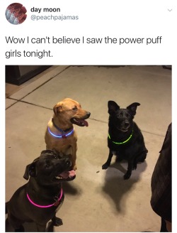 d0gbl0g:  power pup girls