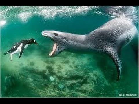 Porn photo Dumb Post About Leopard Seals