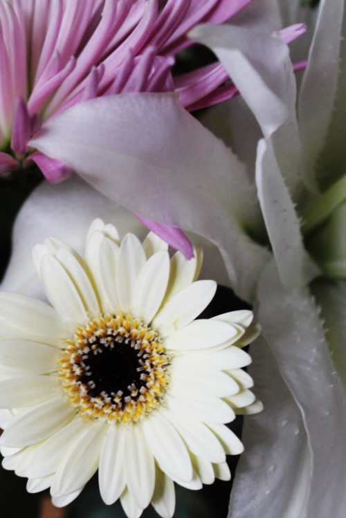 grief-petals:  okay but double lilies though. 