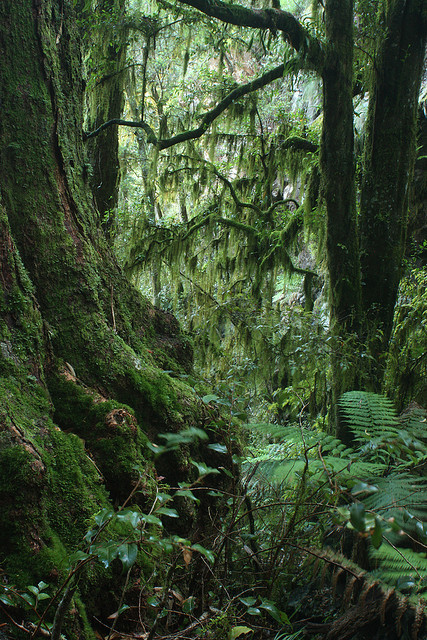 90377:Antarctic Beech (Nothofagus moorei), New England National Park, NSW, Australia by macca_1985 o