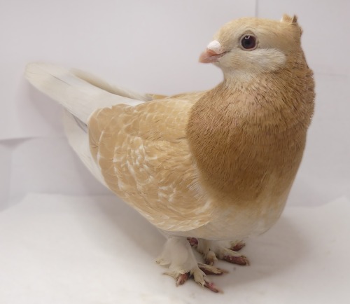 chickenkeeping:barless gold collar lucerne, self white lucerne, yellow checker lucerne@palominojacob