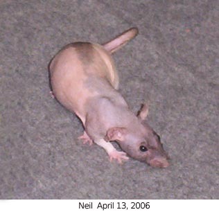 rslashrats:forbidden neil the rat photos