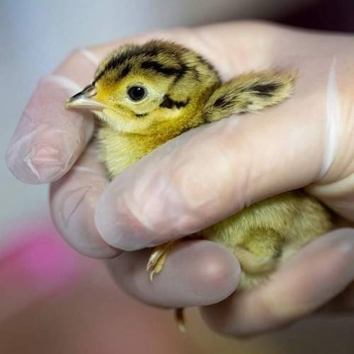 These six tiny youngsters are pheasant chicks, and they were brought into the centre after being fou