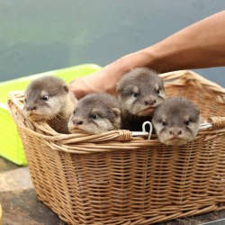 ftcreature:  baby otters are just tiny, grumpy