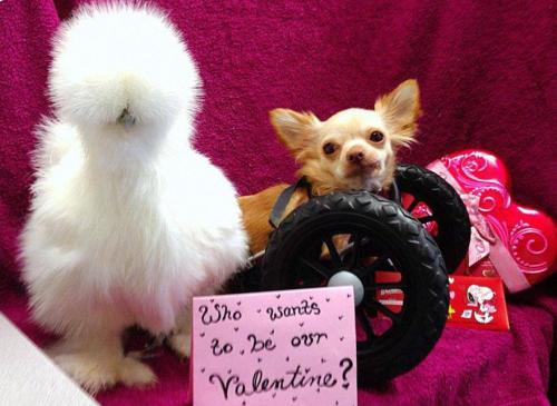 gods-filth:  deersnap:  noppppe:  buttercupbbaby:  tiny-vessels:  catsbeaversandducks:  Fluffy Chicken Saved From Laboratory Becomes Best Friends With Abandoned Two-legged Chihuahua These two adorable and unlikely animal friends, Penny the chicken and