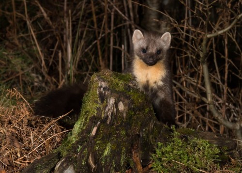 European pine marten (Martes martes)