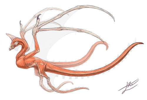 Octopus Dragon&rsquo;s anatomyRequest of NORIBROS INC.