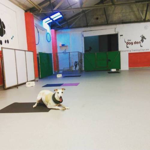 thedogdendublin: All set for our trickersters in the morning  #dogtraining #tricktraining #trickdogs