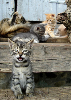 magical-meow:N_RU ~ Happy Caturday :)