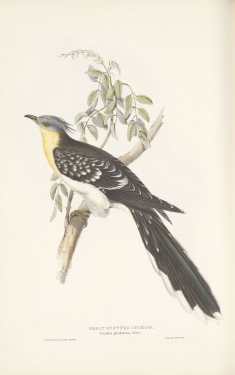 Great spotted cuckoo. From The birds of Europe, v.03, 1837. By John Gould, plates drawn from life an