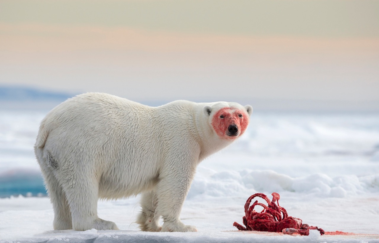 Komodo dragon vs polar bear